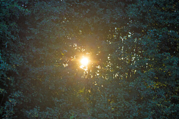 The rays of the sun shining through the dark green foliage of the trees in the early summer morning