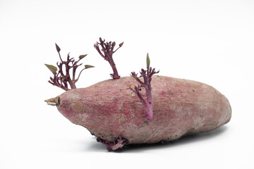 The purple sweet potato is sprouting young sprouts.