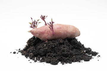 The purple sweet potato is sprouting young sprouts.