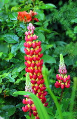 Close up of a red and yellow lupin, Derbyshire England
