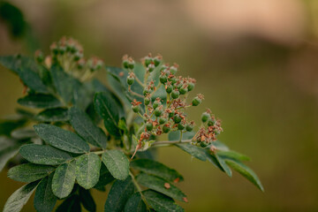 Close-up green spring rowan branch. Sorbus aucuparia