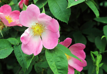 Pink Glaucous dog rose bloom, Derbyshire England
