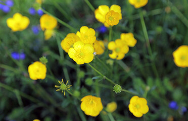 Close up of buttercups, Derbyshire England
