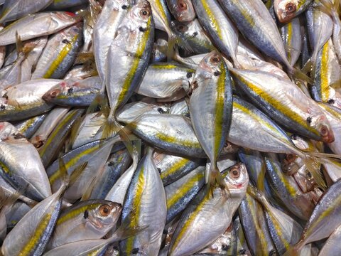 sea fish in the market. yellow trout (Atule mate, Selaroides leptolepis)