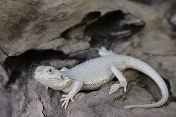 bearded dragon on ground with blur background
