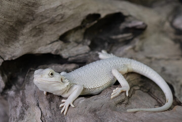 bearded dragon on ground with blur background