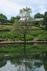 水面に映る樹木