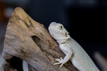 bearded dragon on ground with black background