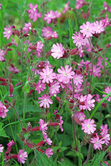 Fototapeta premium Red Campion flowers, Derbyshire England 