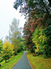Fototapeta premium road in autumn forest