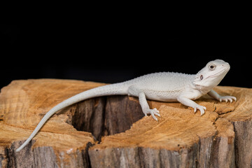 bearded dragon on ground with black background