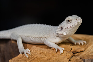 bearded dragon on ground with black background