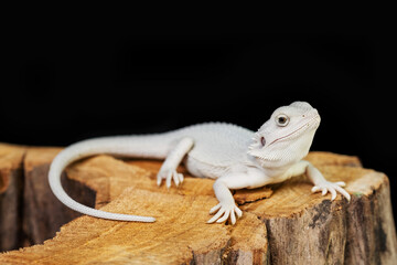 bearded dragon on ground with black background