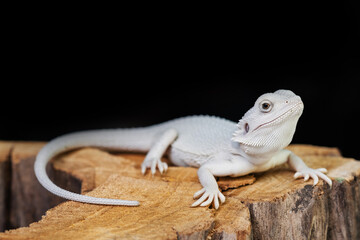 bearded dragon on ground with black background