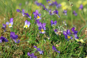 Obraz na płótnie Canvas Close up of purple Mountain pansy flowers, Derbyshire England 
