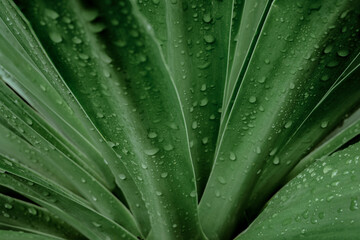 Close up rain drops on tropical nature green leaf texture abstract background. Copy space ecology...