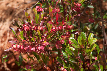 Cobar Australia, fruit of a dodonaea viscosa or native hop bush were used to make beer by early European Australians. also Aboriginal Australians traditionally used by  to treat toothache and cuts