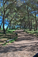 camino en el bosque