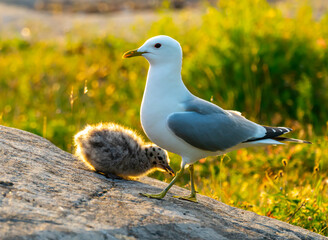 Seagull with a young chicken at the beach. © henjon