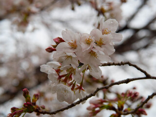 桜