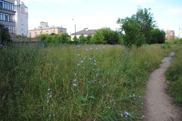 Meadow in  Moscow. Plants from Red Book