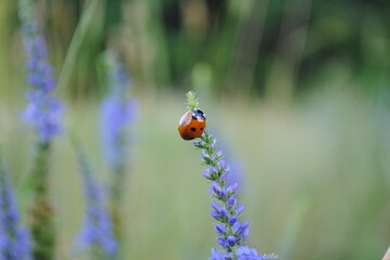Meadow in  Moscow. Plants from Red Book