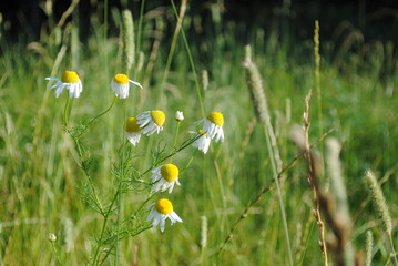 Meadow in  Moscow. Plants from Red Book
