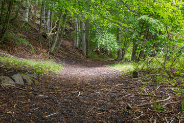 path of a wood