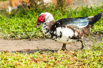 A male muscovy duck walking outside on the grass.