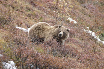 tier, säugetier, grissly bär, wild, gefährlich , braun, fell,  berg,  wald, nordamerika
