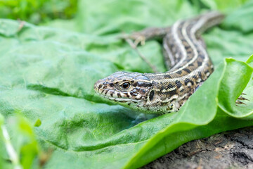 lizard on the grass