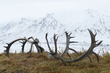 Fototapeta premium schnee, bergwelt, geweihe, alaska, denali park alasaka, coribou geweihe, berg, landschaft, schnee, berg, natur, himmel, winter, blau, 