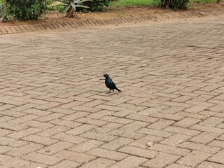 Blue bird yellow bricks