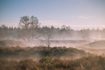 Fog above the hilly heath landscape near the village of Lage Vuursche in the Netherlands.