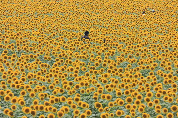 栃木県益子町のひまわり畑