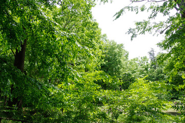 green forest background