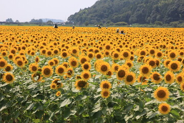 栃木県益子町のひまわり畑