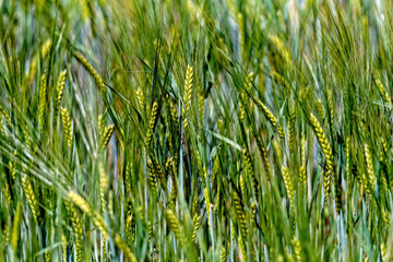 green wheat field