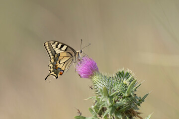 Old World Swallowtail Papilio machaon foraging on thistle