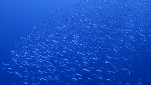 Seascape with School of Boga Fish in the turquoise water of coral reef in Caribbean Sea, Curacao