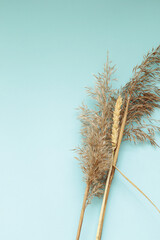 dry grass on blue paper background with free space for text