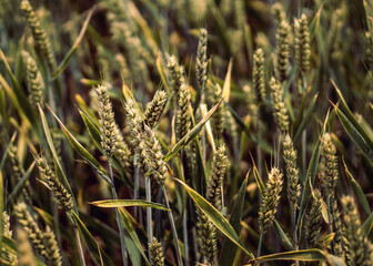 Tall dry wheat, in a UK farmers field, ready to be harvested 