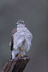 European Sparrowhawk Accipiter nisus in close view