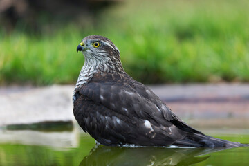 European Sparrowhawk Accipiter nisus in close view
