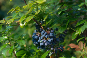 Mahonia aquifolium, holly-leaved berberry berries closeup selective focus