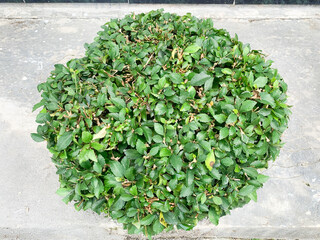 An ornamental plant installed in some Asian houses