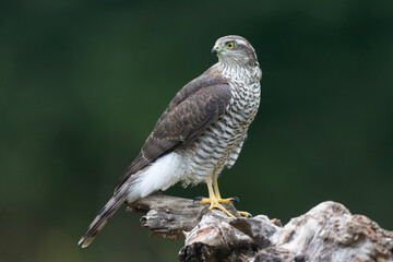 European Sparrowhawk Accipiter nisus in close view