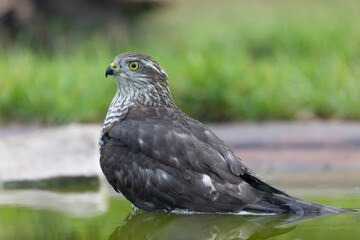 European Sparrowhawk Accipiter nisus in close view