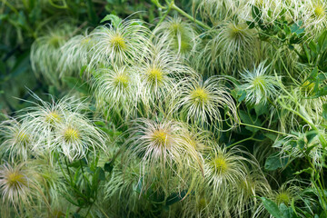 Clematis vitalba, traveller's joy flowers closeup selective focus