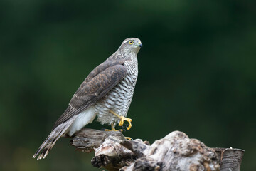 European Sparrowhawk Accipiter nisus in close view